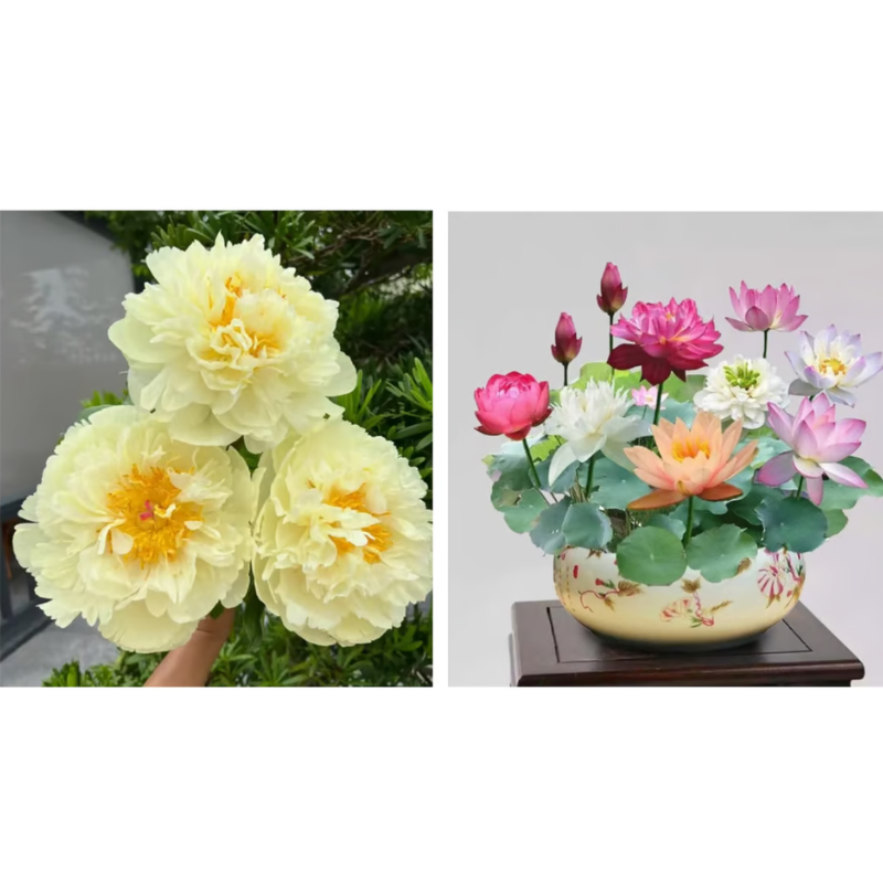 Double Petaled Peony Seeds ~ Grow lush, layered blooms that wow every spring