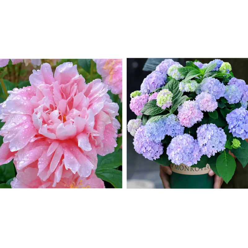 Double Petaled Peony Seeds ~ Grow lush, layered blooms that wow every spring