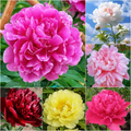 Double Petaled Peony Seeds ~ Grow lush, layered blooms that wow every spring