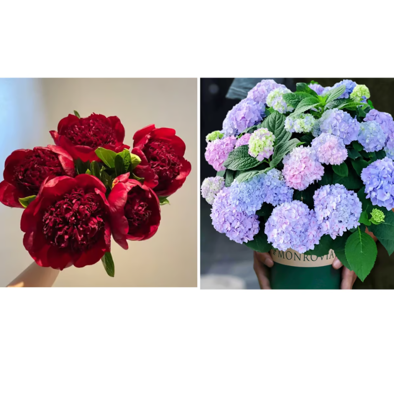 Double Petaled Peony Seeds ~ Grow lush, layered blooms that wow every spring