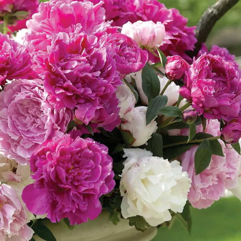 Double Petaled Peony Seeds ~ Grow lush, layered blooms that wow every spring