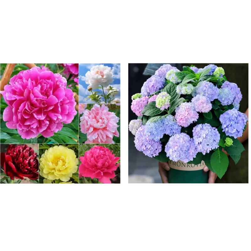 Double Petaled Peony Seeds ~ Grow lush, layered blooms that wow every spring