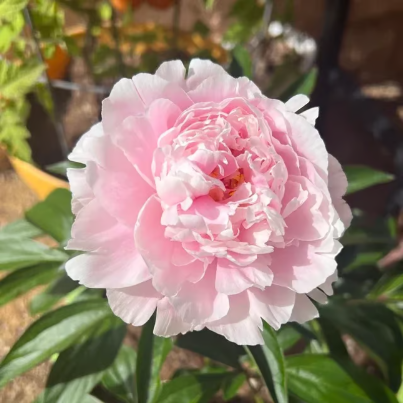 Double Petaled Peony Seeds ~ Grow lush, layered blooms that wow every spring