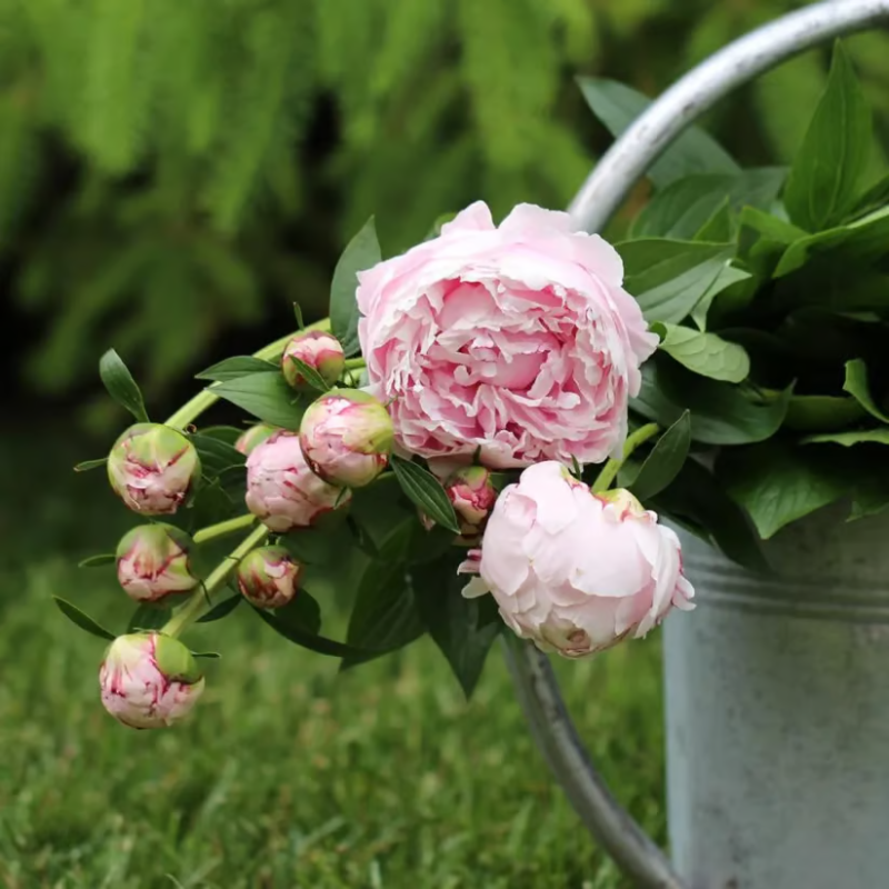 Double Petaled Peony Seeds ~ Grow lush, layered blooms that wow every spring