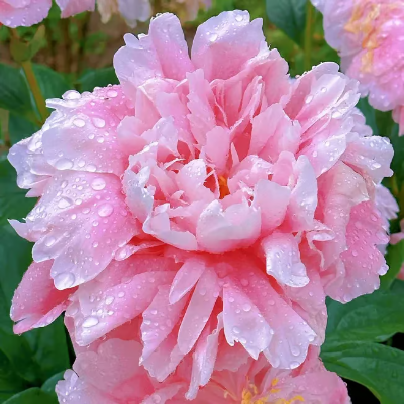 Double Petaled Peony Seeds ~ Grow lush, layered blooms that wow every spring