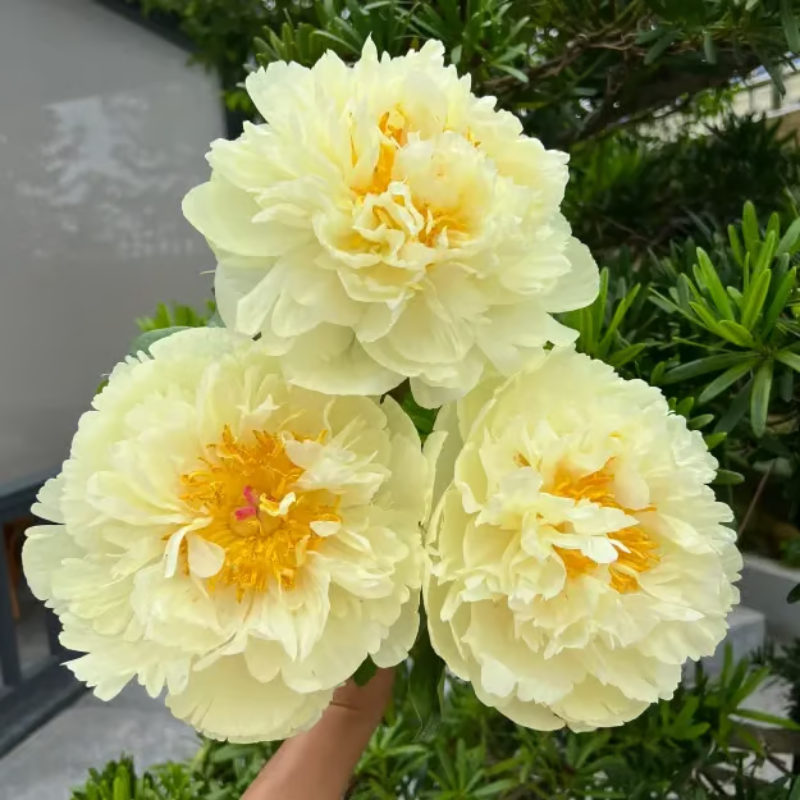 Double Petaled Peony Seeds ~ Grow lush, layered blooms that wow every spring