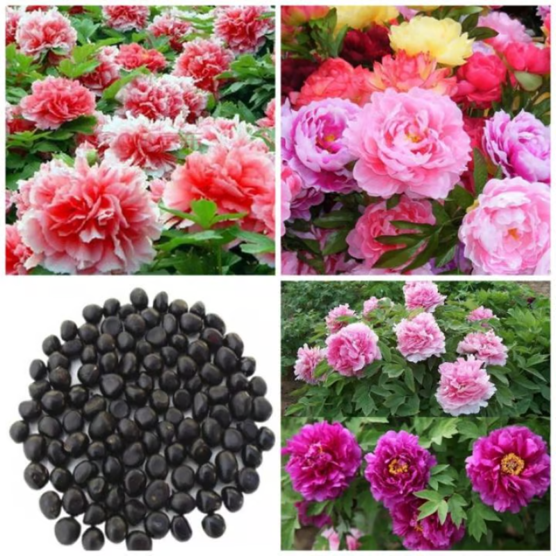 Double Petaled Peony Seeds ~ Grow lush, layered blooms that wow every spring